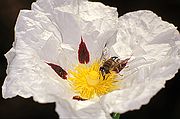 Camera Nikon F2
Flor de jara con abeja
In Memoriam of my Brother
MIGUEL ANGEL PICTURES
Photo: 1761